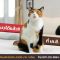 KC Residence (Ban Chang, Rayong) Cat-Friendly / Resort Style